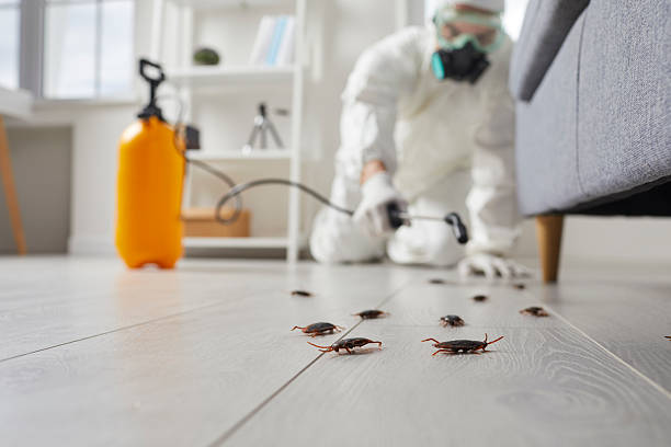 Commercial Rodent Management in Trenton